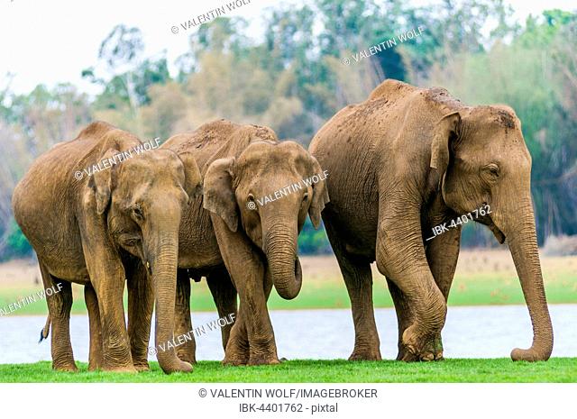 Family of Asian elephants or Indian elephants (Elephas maximus), Kabini River, Nagarhole National Park, Karnataka, India