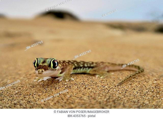 Namib gecko, namib sand gecko, web-footed gecko (Pachydactylus rangei), Namib Desert, Namibia