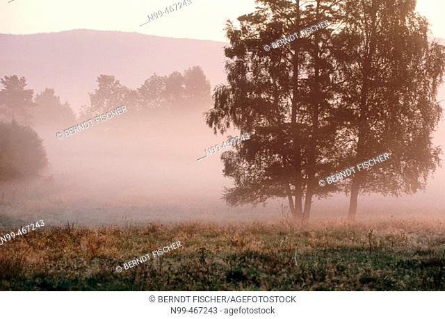 Mountains pasture with group of trees, sunrise and fog. Lower Mountain Range. National Park Sumava. Czech Republic