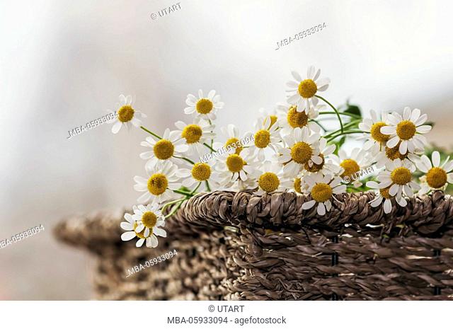 Camomile in the basket, bachlit photo
