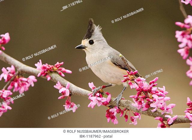 Black-crested Titmouse (Baeolophus atricristatus), adult perched on branch of blooming Eastern redbud (Cercis canadensis), New Braunfels, Texas, USA