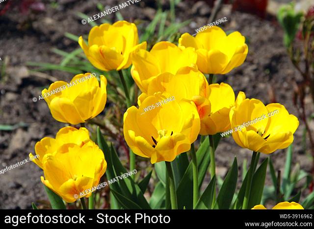 Yellow tulips on flower bed in garden. Yellow tulips planted in garden. Springtime garden. Colorful tulips in flower bed