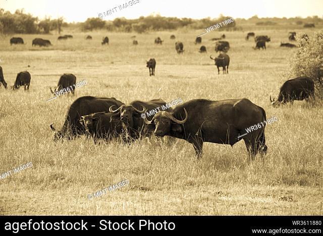 A group of Cape buffalo, Syncerus caffer, at a game reserve