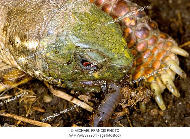 Ornate Box Turtle (Terrapene o. ornata), male eating worm, Billings, Montana