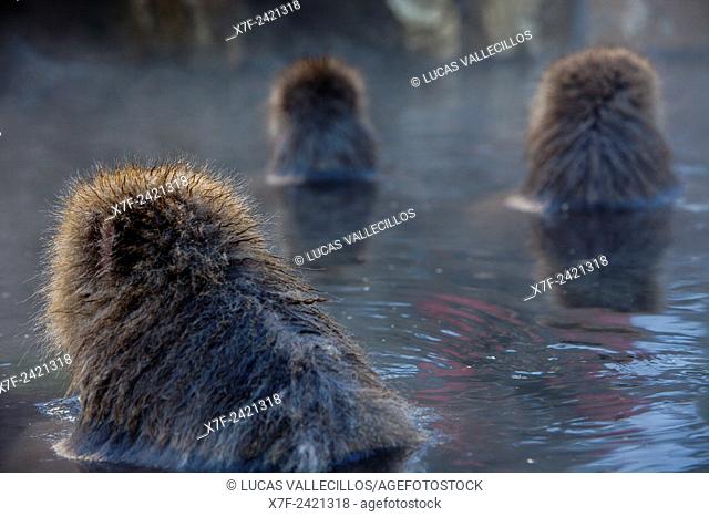Monkeys in a natural onsen (hot spring), located in Jigokudani Monkey Park, Nagono prefecture, Japan