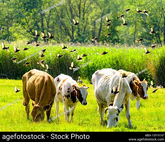 Swarm of starlings and cows