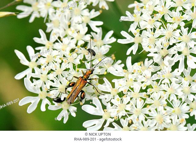Male thick-legged flower beetle (Oedemera nobilis) foraging on common hogweed (Heracleum sphondylium) flowers, Wiltshire, England, United Kingdom, Europe