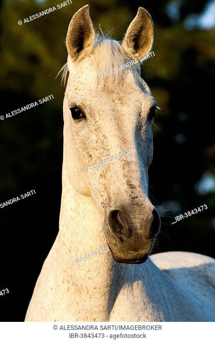 Lusitano horse, mare, white horse, Andalusia, Spain