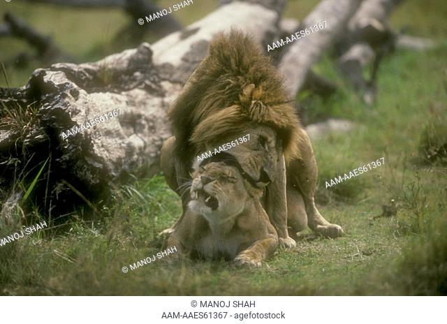 Lions mating (Panthera leo) Mara, Kenya