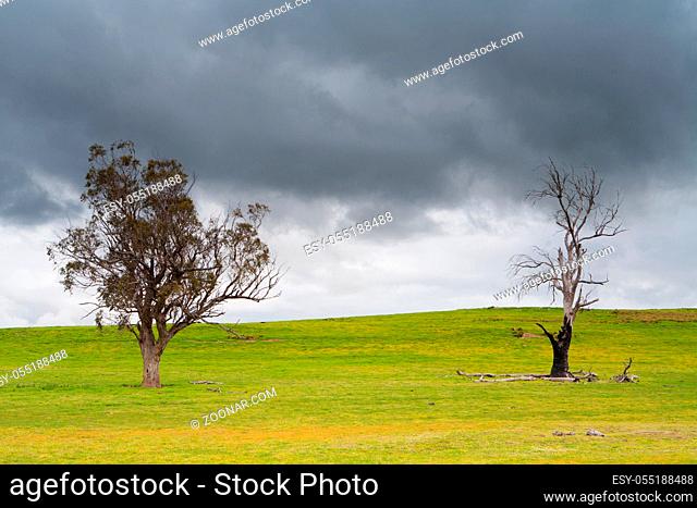 Trees in the Australian bush in a strom near Bothwell, tasmania, Australia