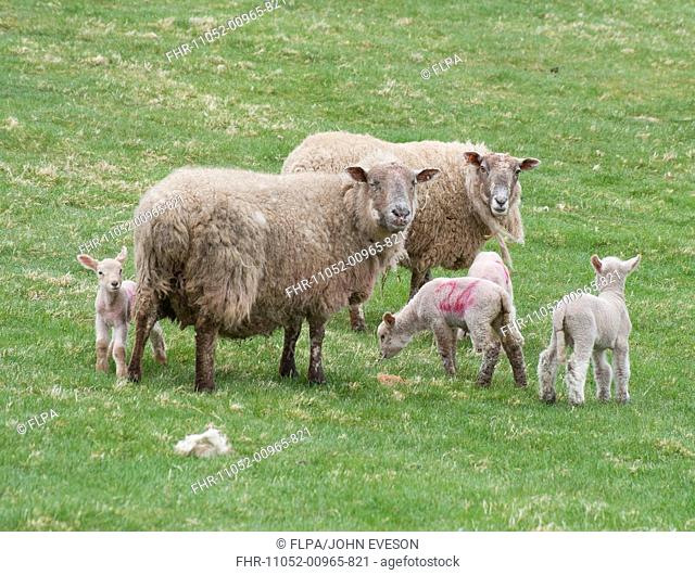 Domestic Sheep, Charollais x Scottish Blackface ewes with Charollais sired lambs, standing in pasture, Scotland, april
