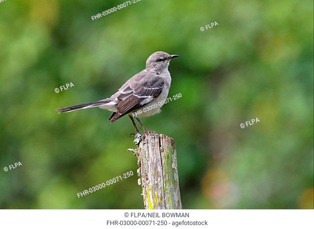 Northern Mockingbird Mimus polyglottos adult, perched on fence post, Marshall's Pen, Jamaica, november