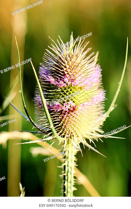 a close up of a wild card, thistle