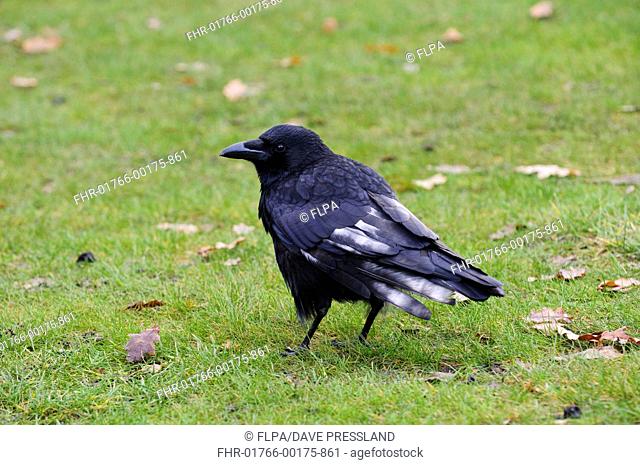 Carrion Crow (Corvus corone) adult, with white patches of leucism on feathers, standing on grass with fallen oak leaves, Greenwich Park, Greenwich, London