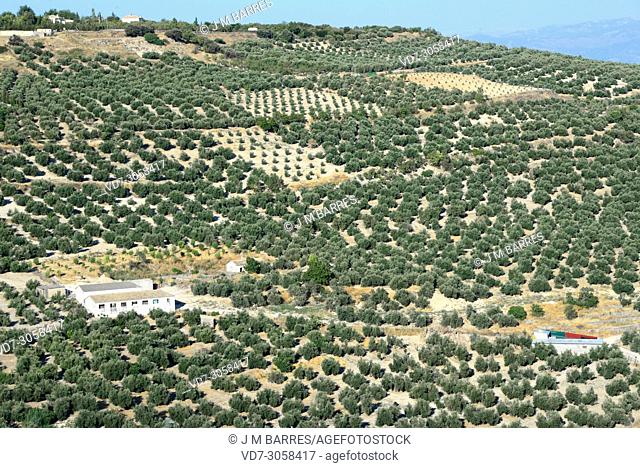 Olive grove (Olea europaea europaea). Olive is a perennial tree native to Mediterranean Basin. Its fruits are edible and provide an excellent oil