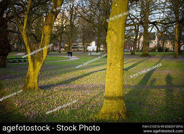 14 March 2021, Schleswig-Holstein, Husum: Purple crocuses (crocus napolitanus) are seen on a meadow in Husum's castle park