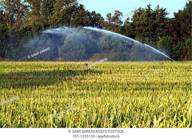 Sprinkler in a corn field spraying water, Alzonne, Carcassonne, France
