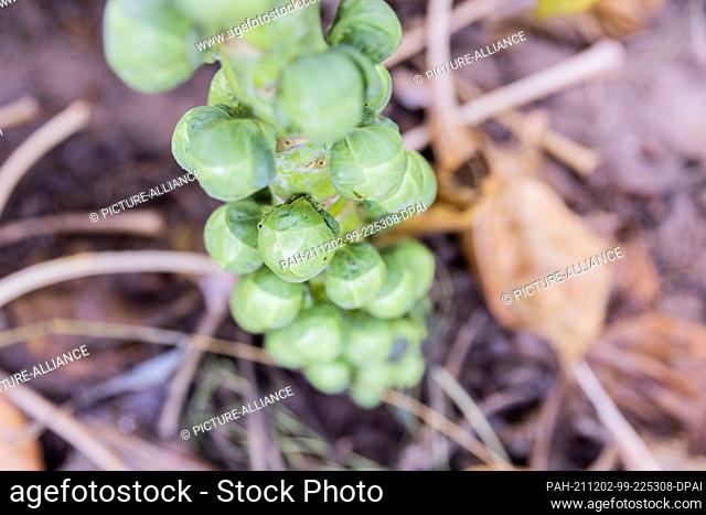 01 December 2021, North Rhine-Westphalia, Bornheim: Organic quality Brussels sprouts are grown in a field from the Bursch organic farm
