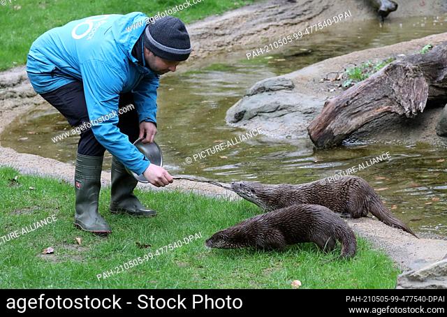 05 May 2021, Mecklenburg-Western Pomerania, Rostock: At the inauguration of the new otter enclosure, animal keeper Lars Purbst plays with the two animals