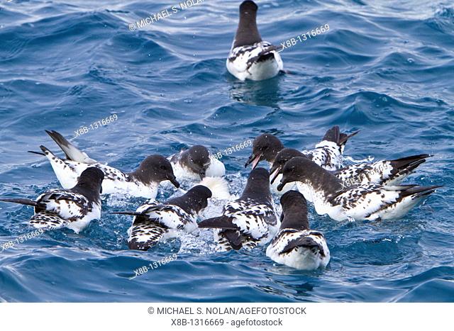 Adult cape petrels Daption capense scavenging a penguin carcass at Elephant Island, Antarctica, Southern Ocean  MORE INFO This petrel is sometimes also called...
