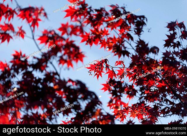 Ornamental red maple against a blue sky, japanese maple, Acer palmatum