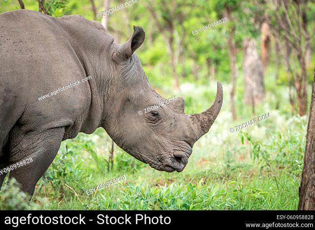 Side profile of a White rhino in the Kruger National Park, South Africa