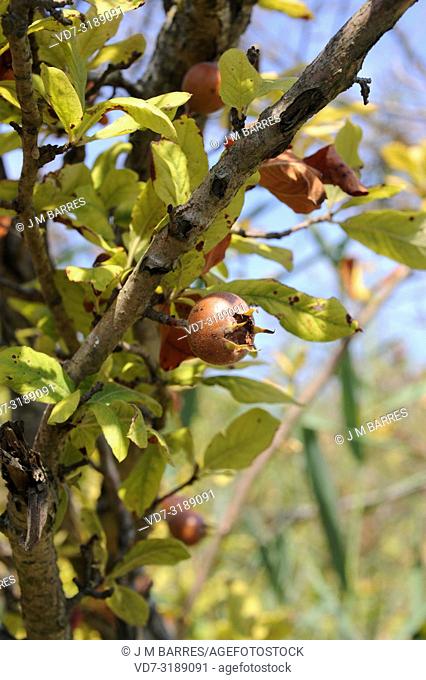 Common medlar (Mespilus germanica) is a shrub or small tree native to Asia and southeastern Europe. Its fruits (pomes) are edible