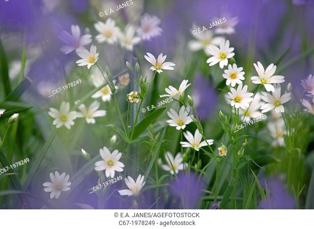 Greater Stitchwort Stellaria holostea in early April