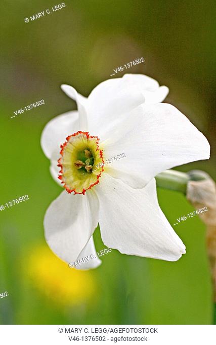 Poet\s narcissus, Narcissus poeticus  Narcissus with distinct red ring about the corona  Essence of this narcissus is used in perfumes  Idenitified 371- 287 BC...