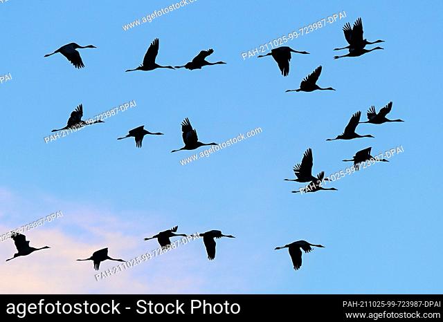 23 October 2021, Brandenburg, Linum: Numerous cranes fly to their roosts in the evening at dusk. Before flying south they stay in Linum for up to two weeks