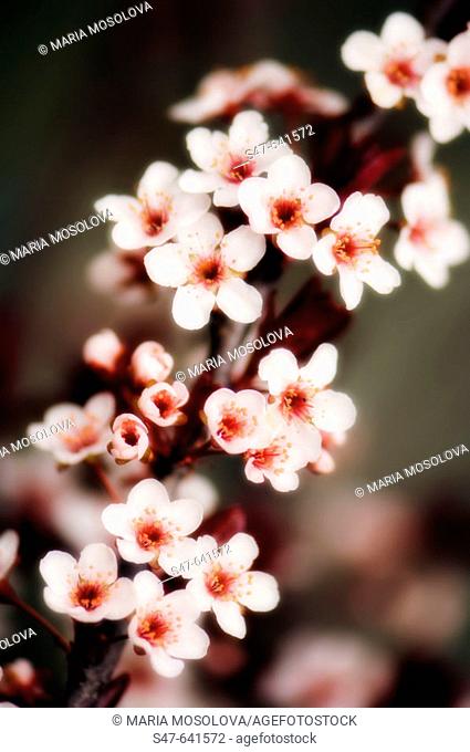 Cherry Blossom. Prunus cerasifera. April 2007. Maryland, USA