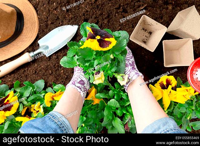 Gardener woman planting flower in the garden. Planting spring pansy flower in garden. Gardening concept