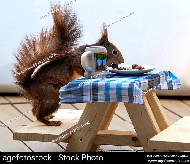 06 May 2020, Bavaria, Munich: A red squirrel is feeding on a specially made small beer bench on a balcony, eating nut kernels from a small plate