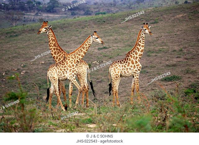 Cape Giraffe, (Giraffa camelopardalis giraffa), adult three males social behaviour, Hluhluwe Umfolozi Nationalpark, Hluhluwe iMfolozi Nationalpark