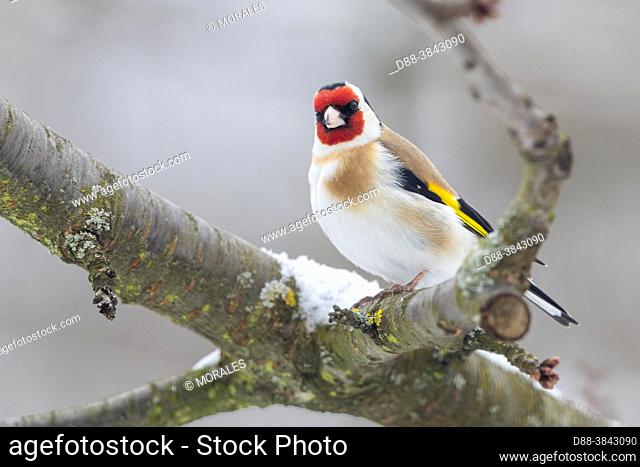 Europe, France, Alsace, Obernai, European Goldfinch (Carduelis carduelis), posed in a cherry tree in winter with snow