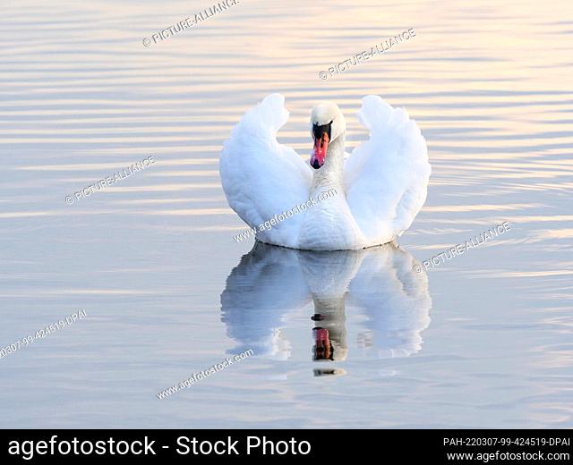 05 March 2022, Brandenburg, Trebbin: 05.03.2022, Trebbin. A mute swan (Cygnus olor) swims on the Blankensee, reflecting in the water surface