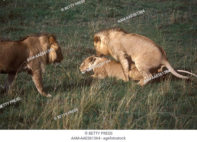 Lion mating w/ several males Masai Mara, Kenya