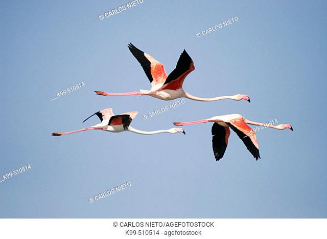 Flamingos flying in wetland, Sanlucar de Barrameda. Cádiz province. Andalucía. Spain