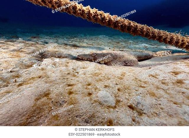 Crocodilefish in the tropical waters of the Red Sea