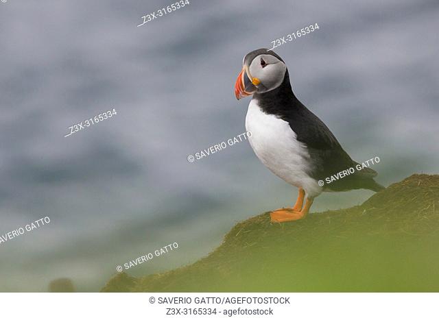 Atlantic Puffin (Fratercula arctica), adult standing on the ground with sea in background