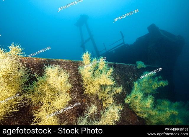 Black Coral at Fang Ming Wreck, Antipathes galapagensis, La Paz, Baja California Sur, Mexico