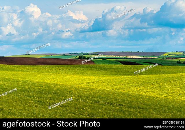 Spring evening view with rapeseed yellow blooming fields in sunlight with cloud shadows. Natural seasonal, good weather, climate, eco, farming