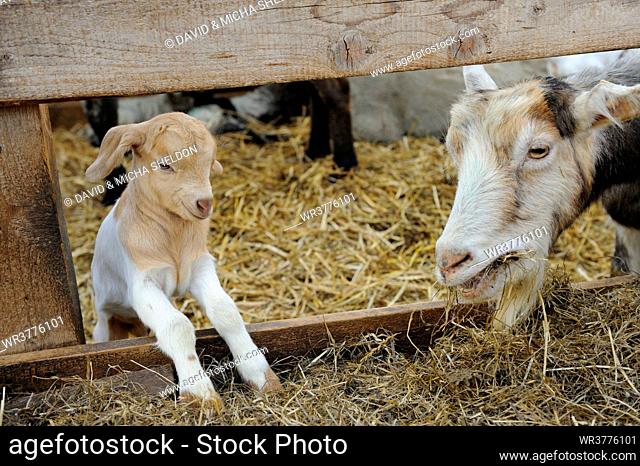 Domestic goat (Capra aegagrus hircus), mother with kid