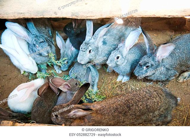 Rabbits on animal farm in rabbit-hutch