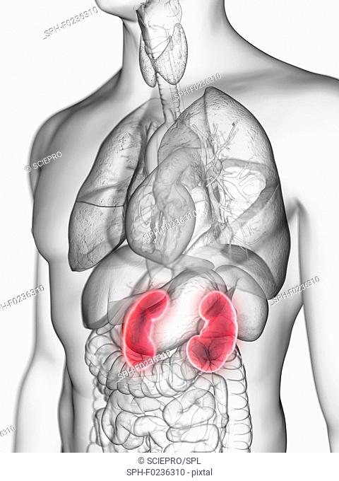 Illustration of a man's kidneys
