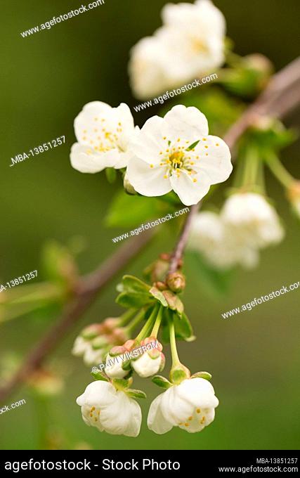 Cherry blossom, white flowers, blurred natural background