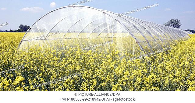 08 May 2018, Leipzig, Germany: A 50-meter-long beehive stands on a rape field near Leipzig. Scientists from Biochem Agrar