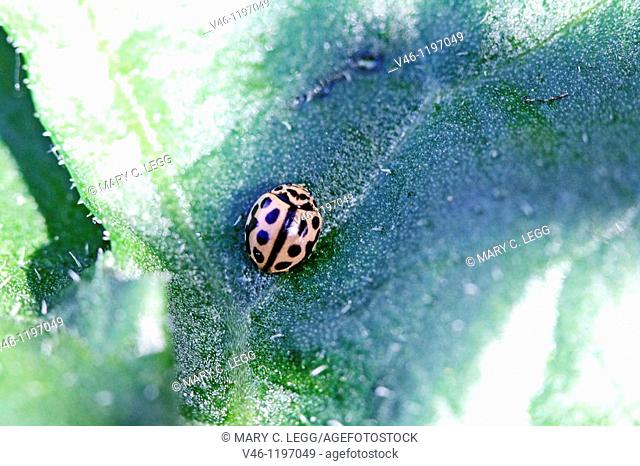 Sixteen-spot Ladybird, Tytthaspis sedecimpunctata browsing on microlife on underside of leaf 16spot browses on micro-life  Deposits of insect larvae and eggs...