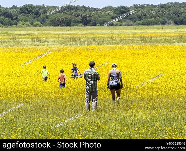 Family of kids and parents in field of yellow Coreopsis Florida's state wildflower or Tickseed in Myakka River State Park in Sarasota FLorida USA