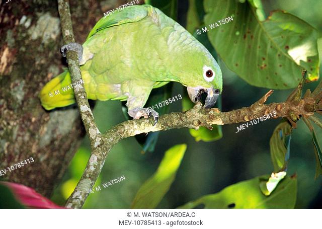 Mealy Amazon Parrot - feeding (Amazona farinosa)